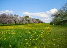💠 💠 🔶 بهار و یاد قیامت…